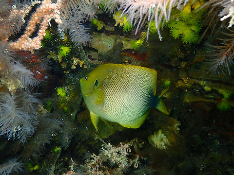 Guinean angelfish - Holocanthus africanus Diving in Sal, Cabo Verde.  Cape Verde,Fall,Geotagged,Holacanthus africanus,Holocanthus africanus