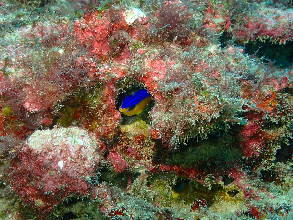Cape damsel - Similiparma hermani Diving in Sal, Cabo Verde.  Cape Verde,Cape damsel,Fall,Geotagged,Similiparma hermani