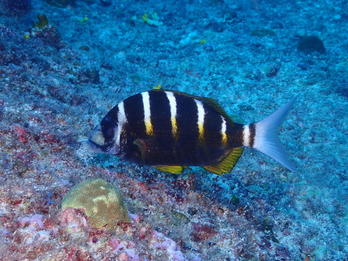 Banded seabream - Diplodus fasciatus Diving in Sal, Cabo Verde.  Banded seabream,Cape Verde,Diplodus fasciatus,Fall,Geotagged
