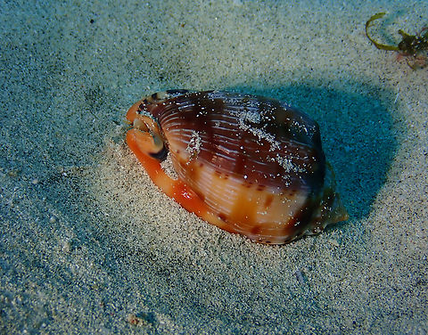 Reticulated cowry helmet - Cypraecassis testiculus senegalica Diving in Sal, Cabo Verde.  Cape Verde,Cypraecassis testiculus,Fall,Geotagged