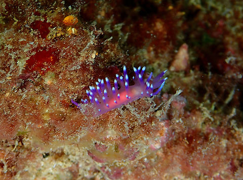 Coryphellina/Flabellina arveloi Diving in Sal, Cabo Verde.  Cape Verde,Coryphellina arveloi,Fall,Geotagged