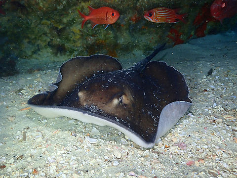 Round fantail stingray - Taeniura grabata Diving in Sal, Cabo Verde.  Cape Verde,Fall,Geotagged,Round fantail stingray,Taeniura grabata