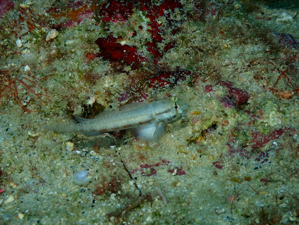 Gnatholepis thompsoni Diving in Sal, Cabo Verde.  Cape Verde,Fall,Geotagged,Gnatholepis thompsoni,Goldspot goby