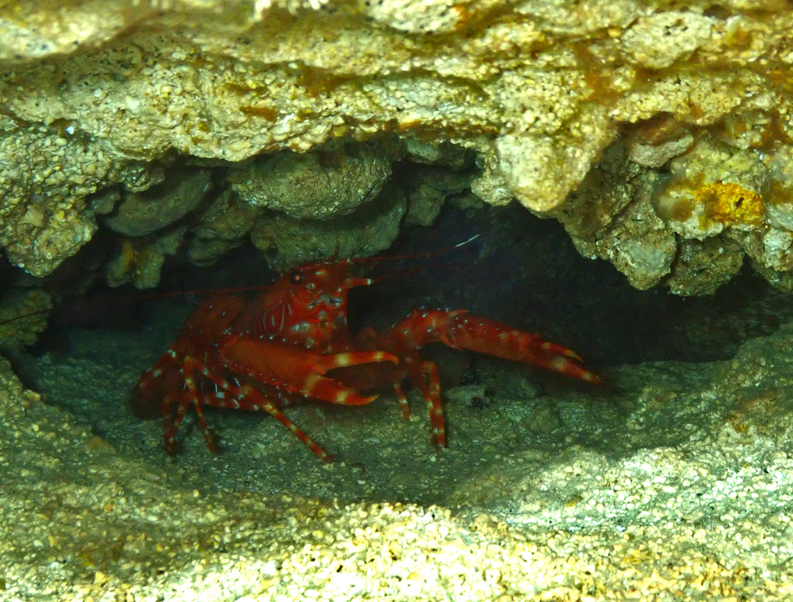 Flaming reef lobster - Enoplometopus antillensis Diving in Sal, Cabo Verde.  Cape Verde,Enoplometopus antillensis,Fall,Geotagged