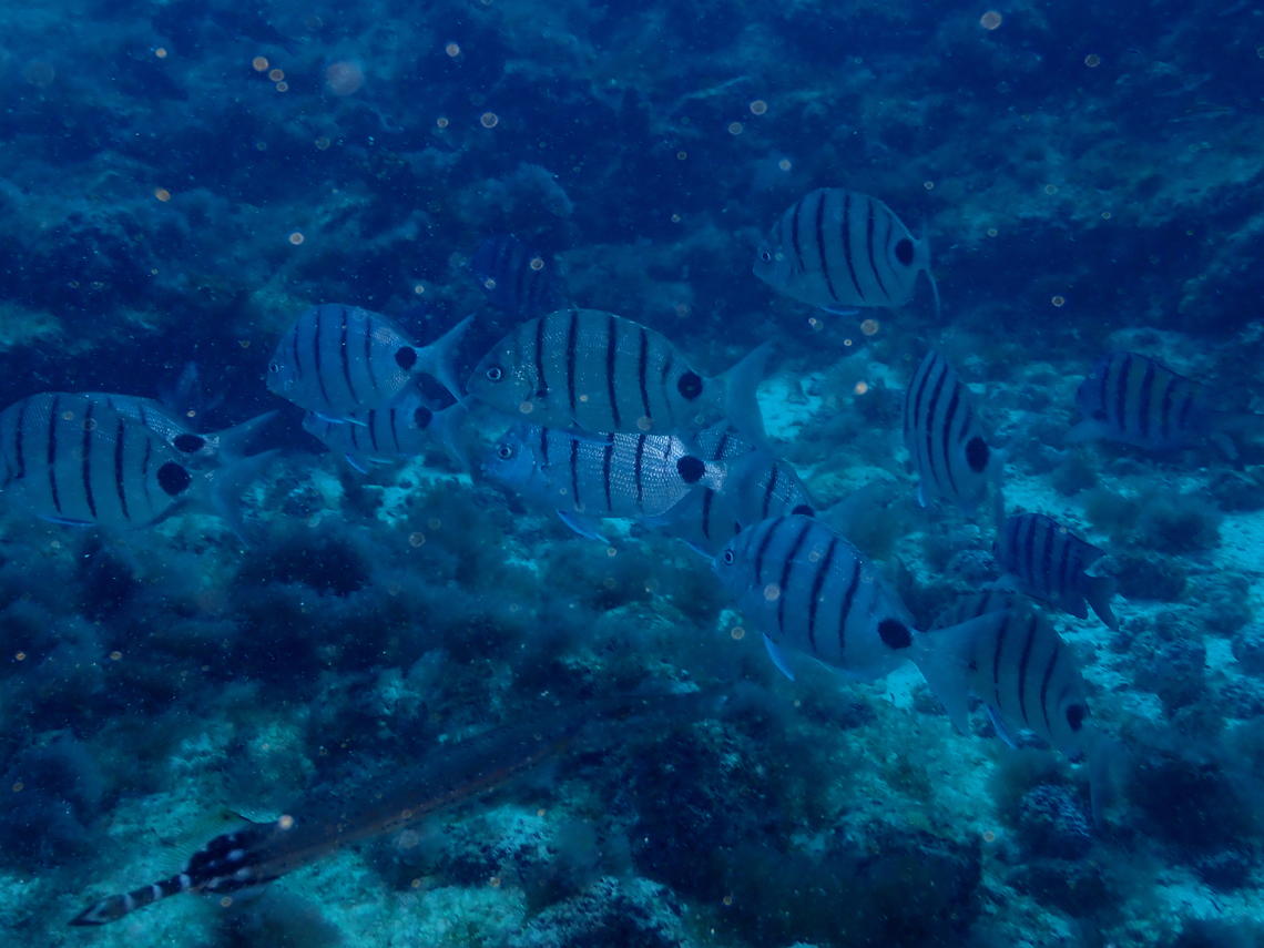 Diplodus lineatus Diving in Sal, Cabo Verde.  Cabo Verde Sargo,Cape Verde,Diplodus lineatus,Fall,Geotagged