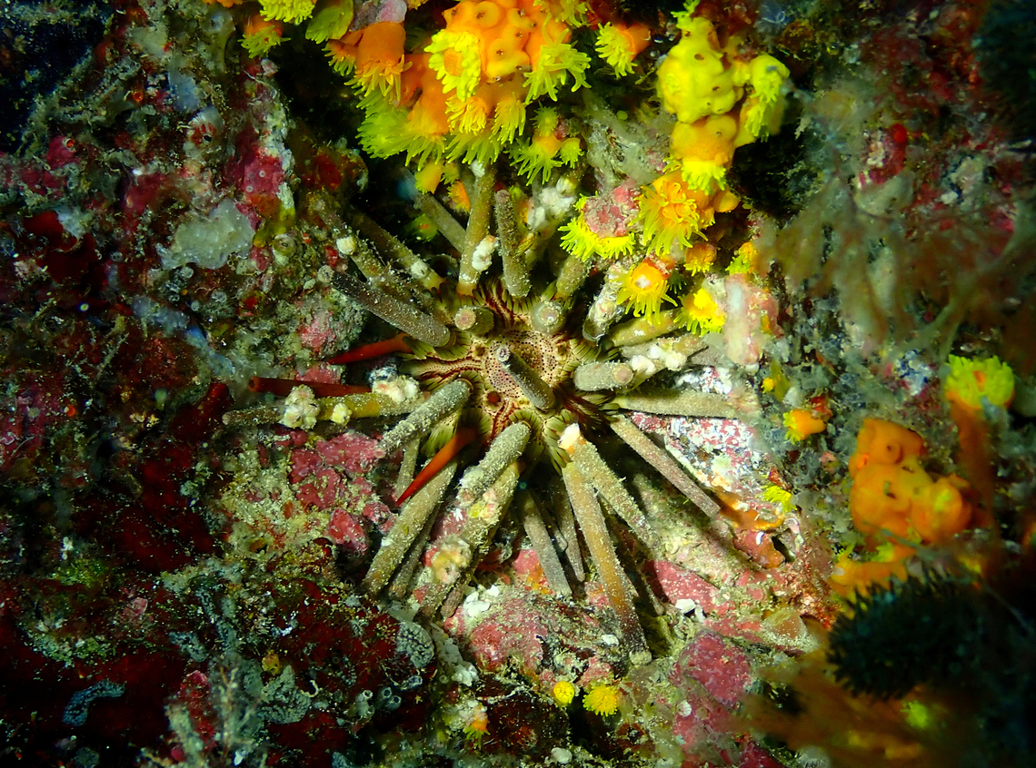 Slate pencil urchin - Eucidaris tribuloides Diving in Sal, Cabo Verde.  Cape Verde,Eucidaris tribuloides,Fall,Geotagged,Slate pencil urchin