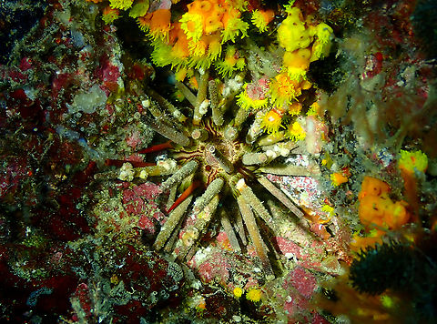 Slate pencil urchin - Eucidaris tribuloides Diving in Sal, Cabo Verde.  Cape Verde,Eucidaris tribuloides,Fall,Geotagged,Slate pencil urchin