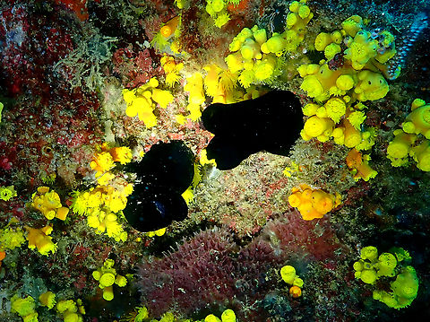 Phallusia nigra Diving in Sal, Cabo Verde.  Cape Verde,Fall,Geotagged,Phallusia nigra