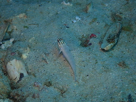 Gobius tetrophthalmus Diving in Sal, Cabo Verde.  Cape Verde,Fall,Geotagged,Gobius tetrophthalmus