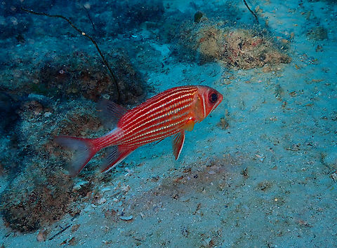 Sargocentron hastatus Diving in Sal, Cabo Verde.  Cape Verde,Fall,Geotagged,Sargocentron hastatum