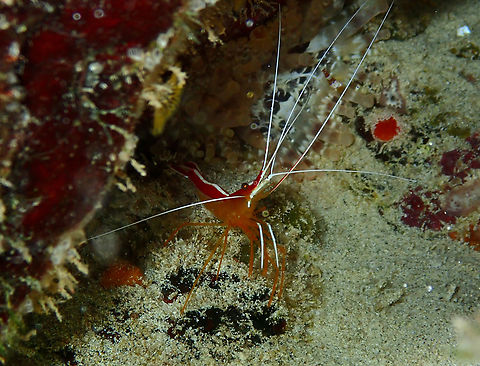Lysmata grabhami Diving in Sal, Cabo Verde.  Cape Verde,Fall,Geotagged,Lysmata grabhami