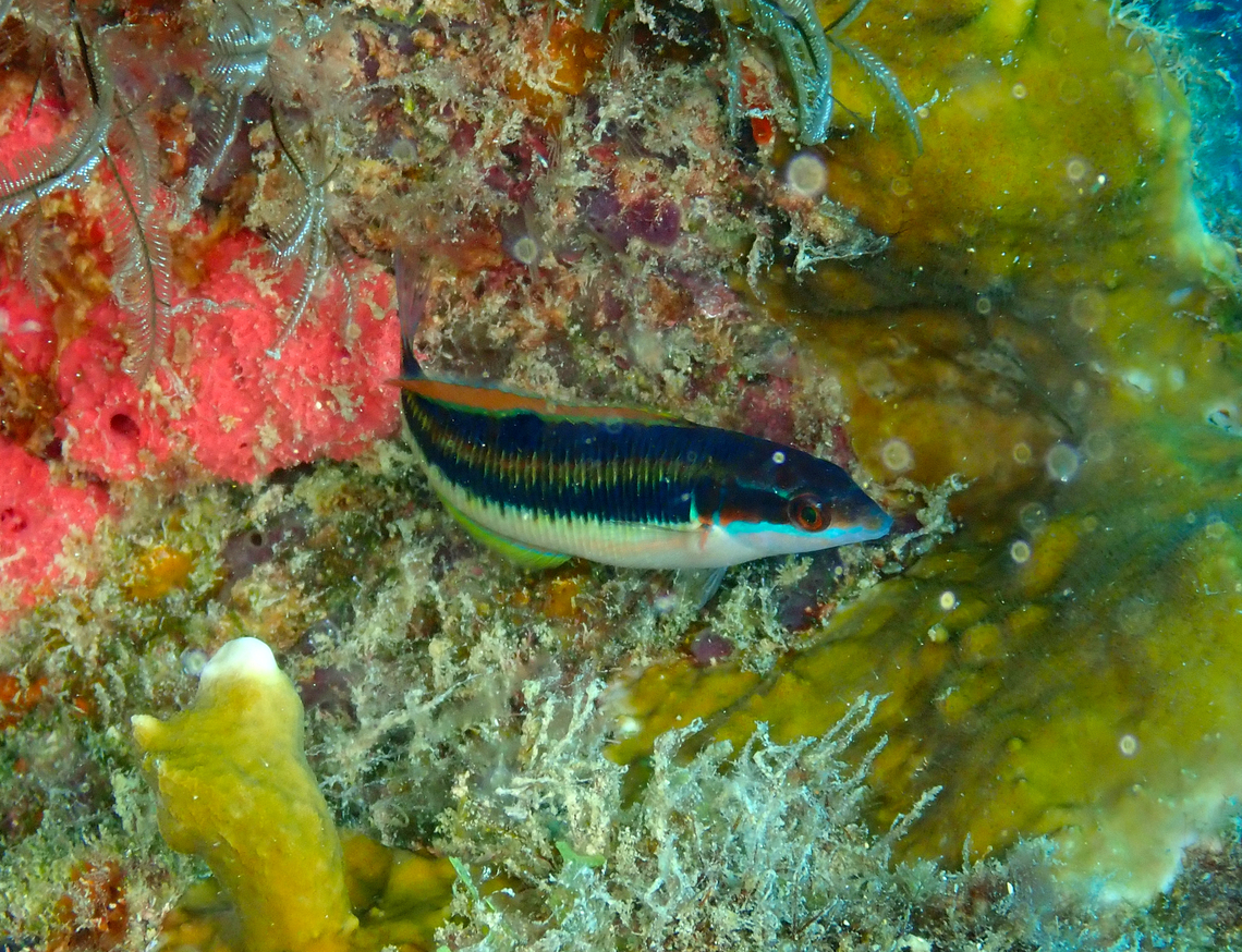 Thalassoma newtoni Diving in Sal, Cabo Verde.  Cape Verde,Fall,Geotagged,Thalassoma newtoni