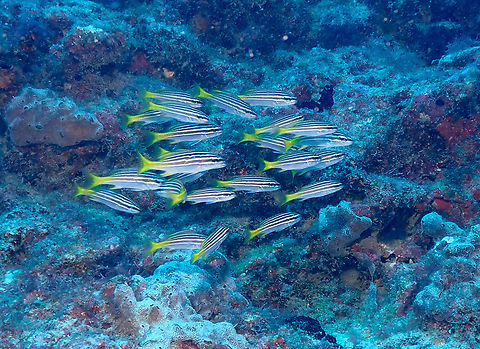 African striped grunt - Parapristipoma octolineatum Diving in Sal, Cabo Verde.  African striped grunt,Cape Verde,Fall,Geotagged,Parapristipoma octolineatum