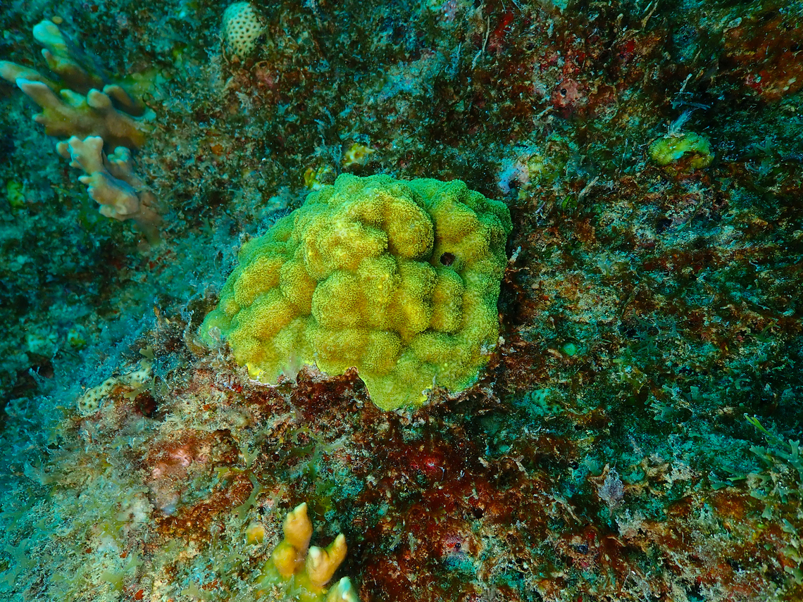 Mustard hill coral - Porites astreoides Diving in Sal, Cabo Verde.  Cape Verde,Fall,Geotagged,Porites astreoides