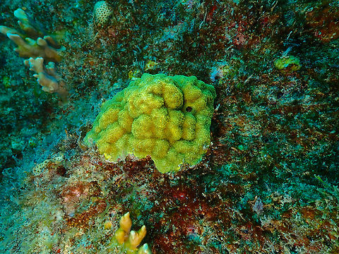 Mustard hill coral - Porites astreoides Diving in Sal, Cabo Verde.  Cape Verde,Fall,Geotagged,Porites astreoides