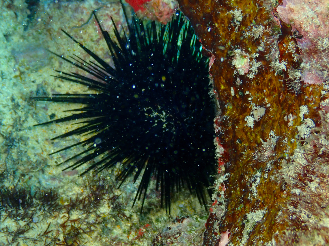 Rock boring urchin - Echinometra lucunter Diving in Sal, Cabo Verde.  Cape Verde,Echinometra lucunter,Fall,Geotagged
