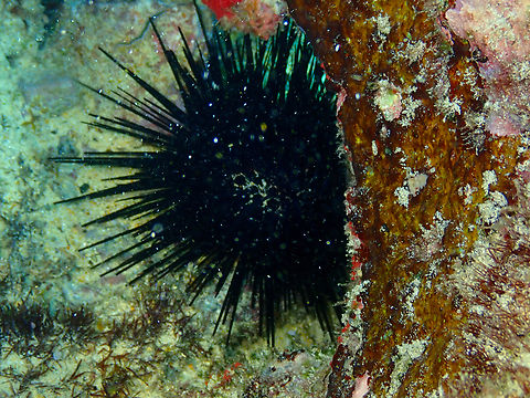 Rock boring urchin - Echinometra lucunter Diving in Sal, Cabo Verde.  Cape Verde,Echinometra lucunter,Fall,Geotagged