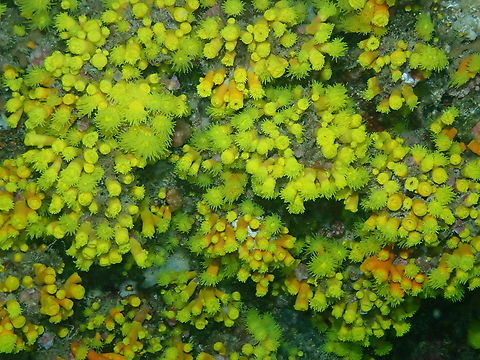 Atlantia caboverdiana Diving in Sal, Cabo Verde. Atlantia caboverdiana,Cabo Verde Cup Coral,Cape Verde,Fall,Geotagged