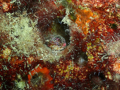 Calcinus tubularis Diving in Sal, Cabo Verde.  Calcinus tubularis,Cape Verde,Fall,Geotagged