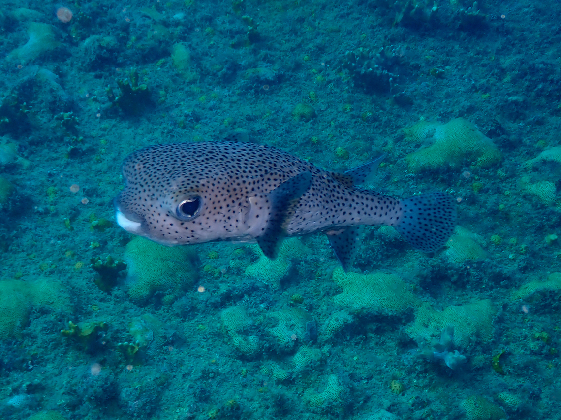 Spotted porcupinefish - Diodon hystrix Diving in Sal, Cabo Verde. Cape Verde,Diodon hystrix,Fall,Geotagged,Spotted porcupinefish