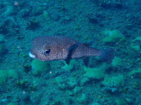 Spotted porcupinefish - Diodon hystrix Diving in Sal, Cabo Verde. Cape Verde,Diodon hystrix,Fall,Geotagged,Spotted porcupinefish
