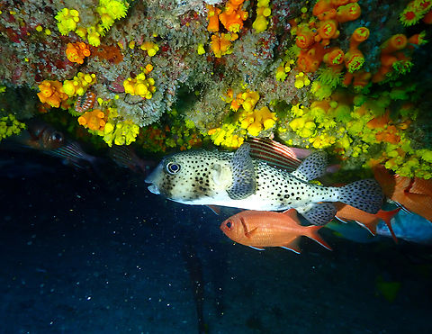 Spotfin burrfish - Chilomycterus reticulatus Diving in Sal, Cabo Verde.  Cape Verde,Chilomycterus reticulatus,Fall,Geotagged,Spotfin burrfish