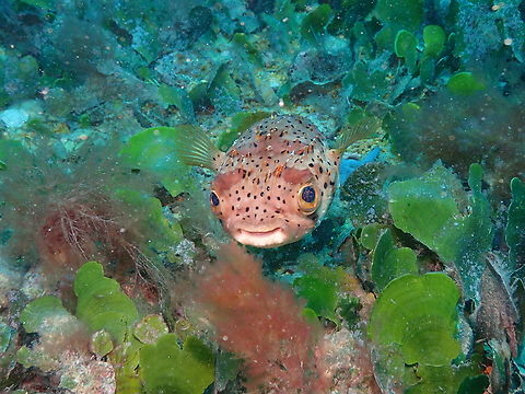 Longspined porcupinefish - Diodon holocanthus Diving in Sal, Cabo Verde.  Cape Verde,Diodon holocanthus,Fall,Geotagged,Longspined porcupinefish