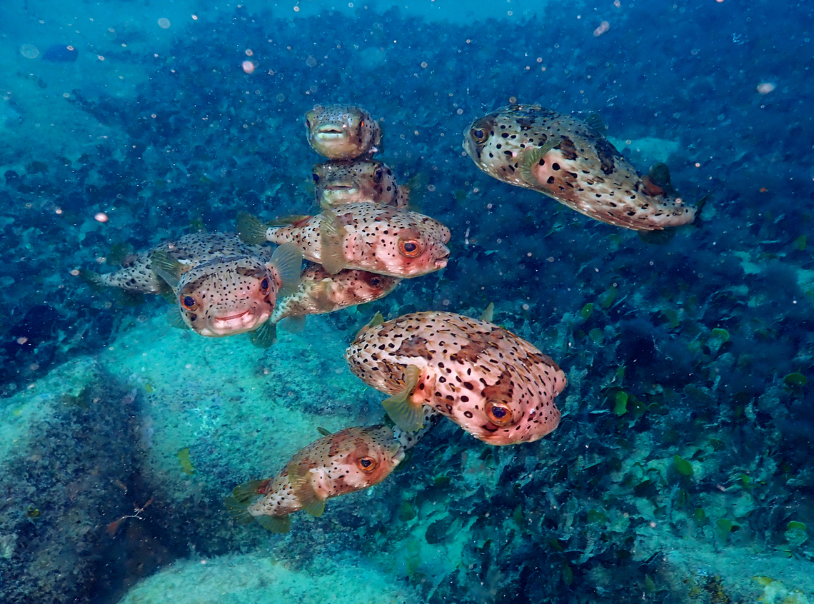 Longspined porcupinefish - Diodon holocanthus Smiley crowds of these little porcupinefish cuteness can be seen in the Santo Antao Wreck, Sal, Cabo Verde. Cape Verde,Diodon holocanthus,Fall,Geotagged,Longspined porcupinefish