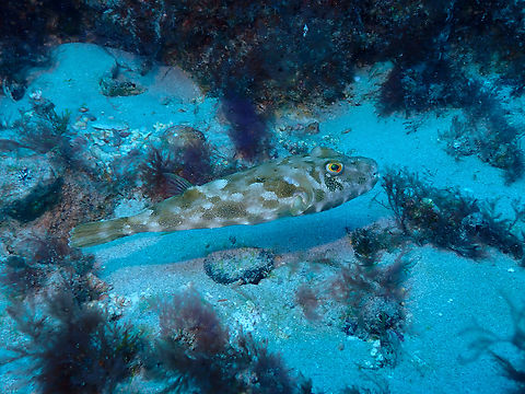 Guinean puffer - Sphoeroides marmoratus Diving in Sal, Cabo Verde.  Cape Verde,Fall,Geotagged,Guinean puffer,Sphoeroides marmoratus