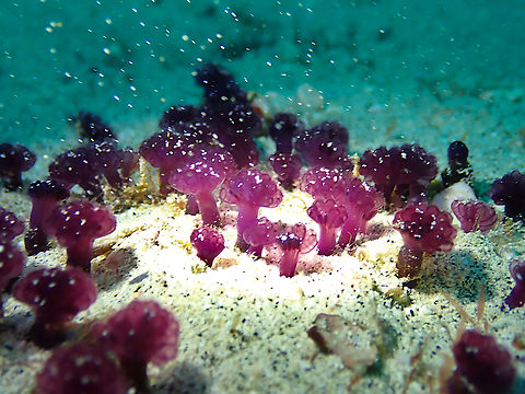 Eudistoma santamariae Diving in Sal, Cabo Verde.  Cape Verde,Eudistoma santamariae,Fall,Geotagged