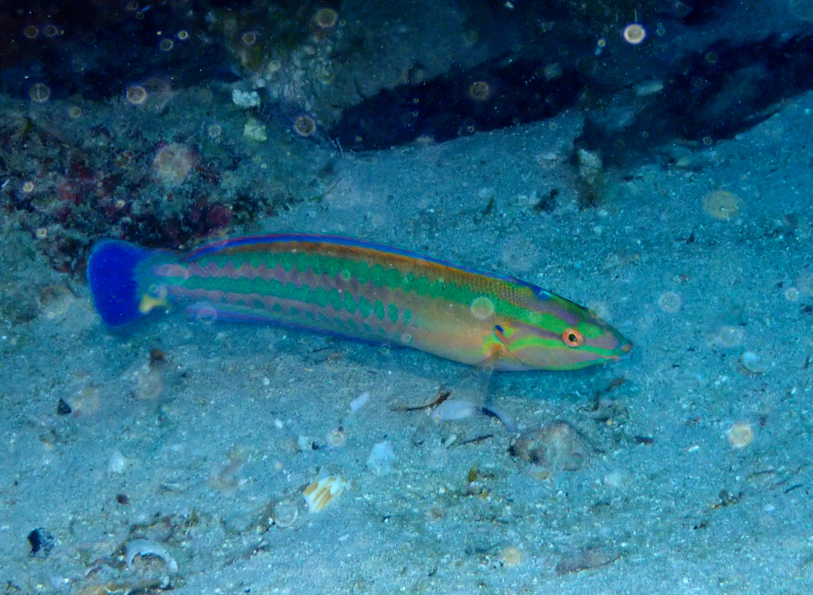 Atlantic Rainbow Wrasse - Coris atlantica Diving in Sal, Cabo Verde.  Atlantic Rainbow Wrasse,Cape Verde,Coris atlantica,Fall,Geotagged