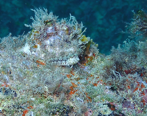 Parablennius salensis Diving in Sal, Cabo Verde.  Cape Verde,Fall,Geotagged,Parablennius salensis