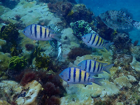 Abudefduf saxatilis ♀ Diving in Sal, Cabo Verde.  Abudefduf saxatilis,Cape Verde,Fall,Geotagged,Sergeant Major