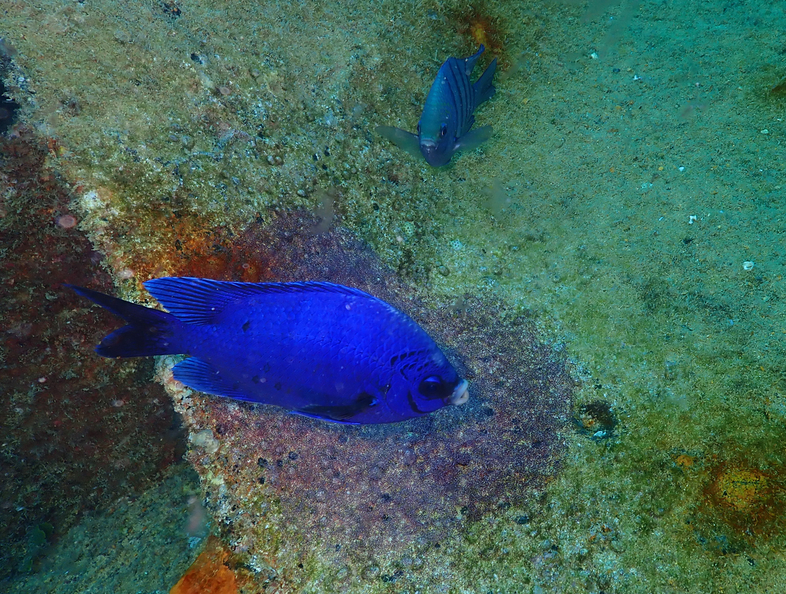Abudefduf saxatilis  ♂ (in blue) and female, guarding eggs Diving in Sal, Cabo Verde.  Abudefduf saxatilis,Cape Verde,Fall,Geotagged,Sergeant Major