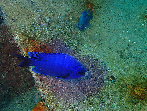 Abudefduf saxatilis  ♂ (in blue) and female, guarding eggs Diving in Sal, Cabo Verde.  Abudefduf saxatilis,Cape Verde,Fall,Geotagged,Sergeant Major