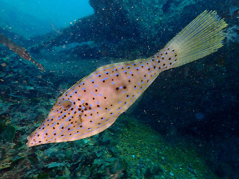 Scrawled filefish - Aluterus scriptus Diving in Sal, Cabo Verde.  Aluterus scriptus,Cape Verde,Fall,Geotagged,Scrawled filefish
