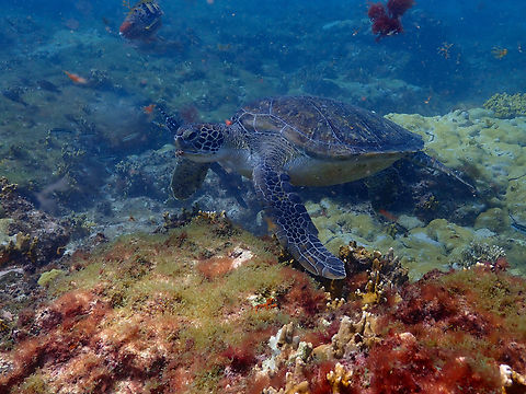 Green sea turtle - Chelonia mydas Diving in Sal, Cabo Verde.  Cape Verde,Chelonia mydas,Fall,Geotagged,Green sea turtle