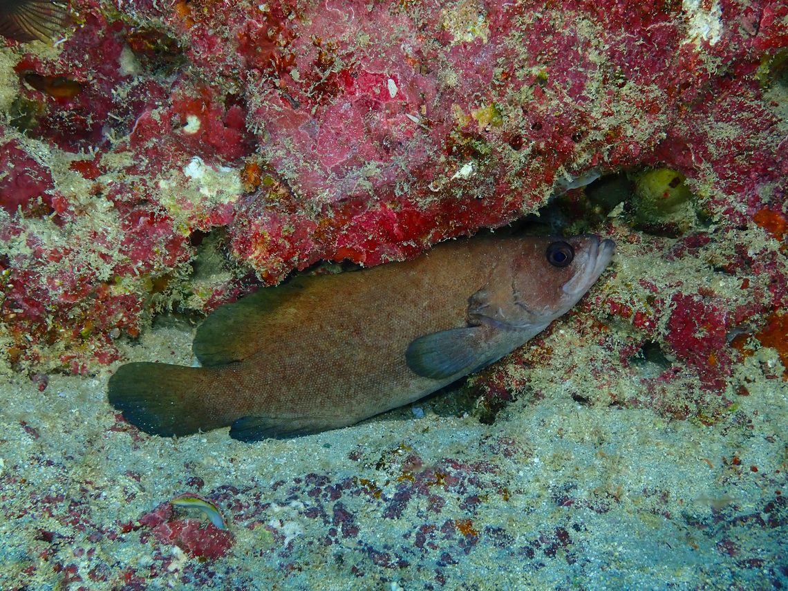Greater soapfish - Rypticus saponaceus Diving in Sal, Cabo Verde.  Cape Verde,Fall,Geotagged,Greater soapfish,Rypticus saponaceus