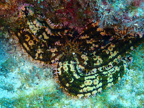 Spiny starfish - Marthasterias glacialis Diving in Sal, Cabo Verde.  Cape Verde,Fall,Geotagged,Marthasterias glacialis,Spiny starfish