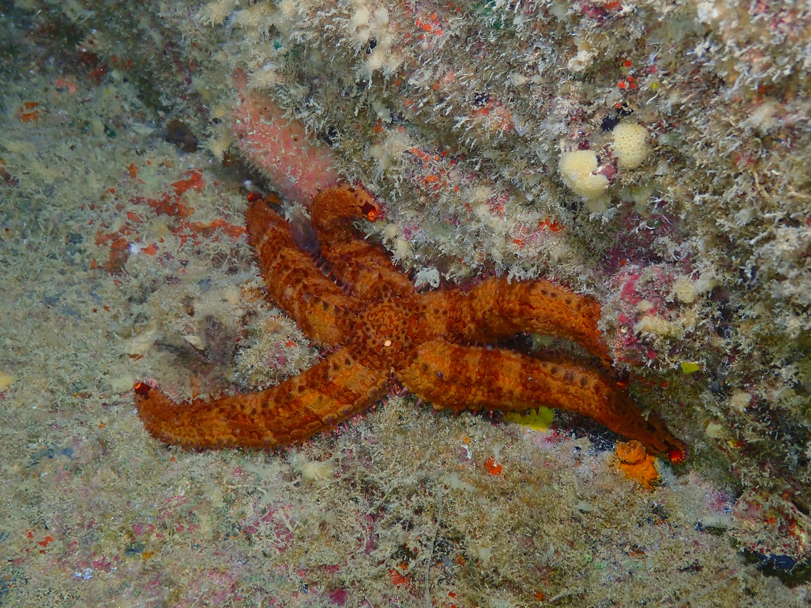 Spiny starfish - Marthasterias glacialis Diving in Sal, Cabo Verde.  Cape Verde,Fall,Geotagged,Marthasterias glacialis,Spiny starfish