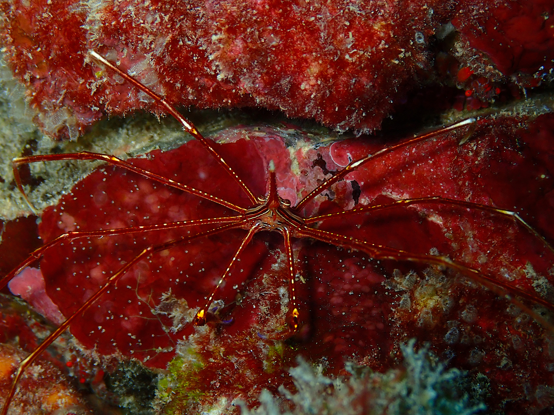 Arrow Crab - Stenorhynchus lanceolatus Diving in Sal, Cabo Verde.  Arrow Crab,Cape Verde,Fall,Geotagged,Stenorhynchus lanceolatus