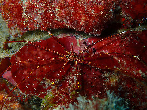 Arrow Crab - Stenorhynchus lanceolatus Diving in Sal, Cabo Verde.  Arrow Crab,Cape Verde,Fall,Geotagged,Stenorhynchus lanceolatus