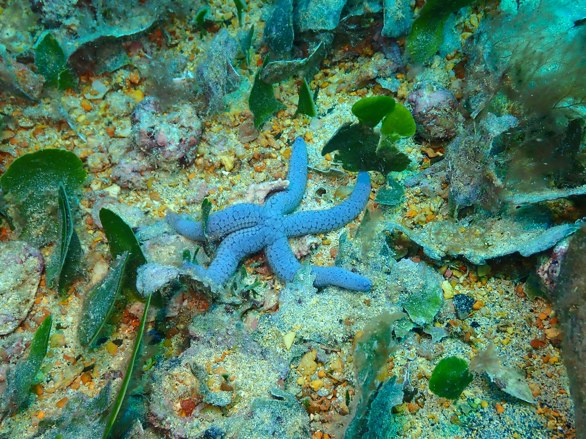 Linckia bouvieri Diving in Sal, Cabo Verde.  Bouvier's Starfish,Cape Verde,Fall,Geotagged,Linckia bouvieri