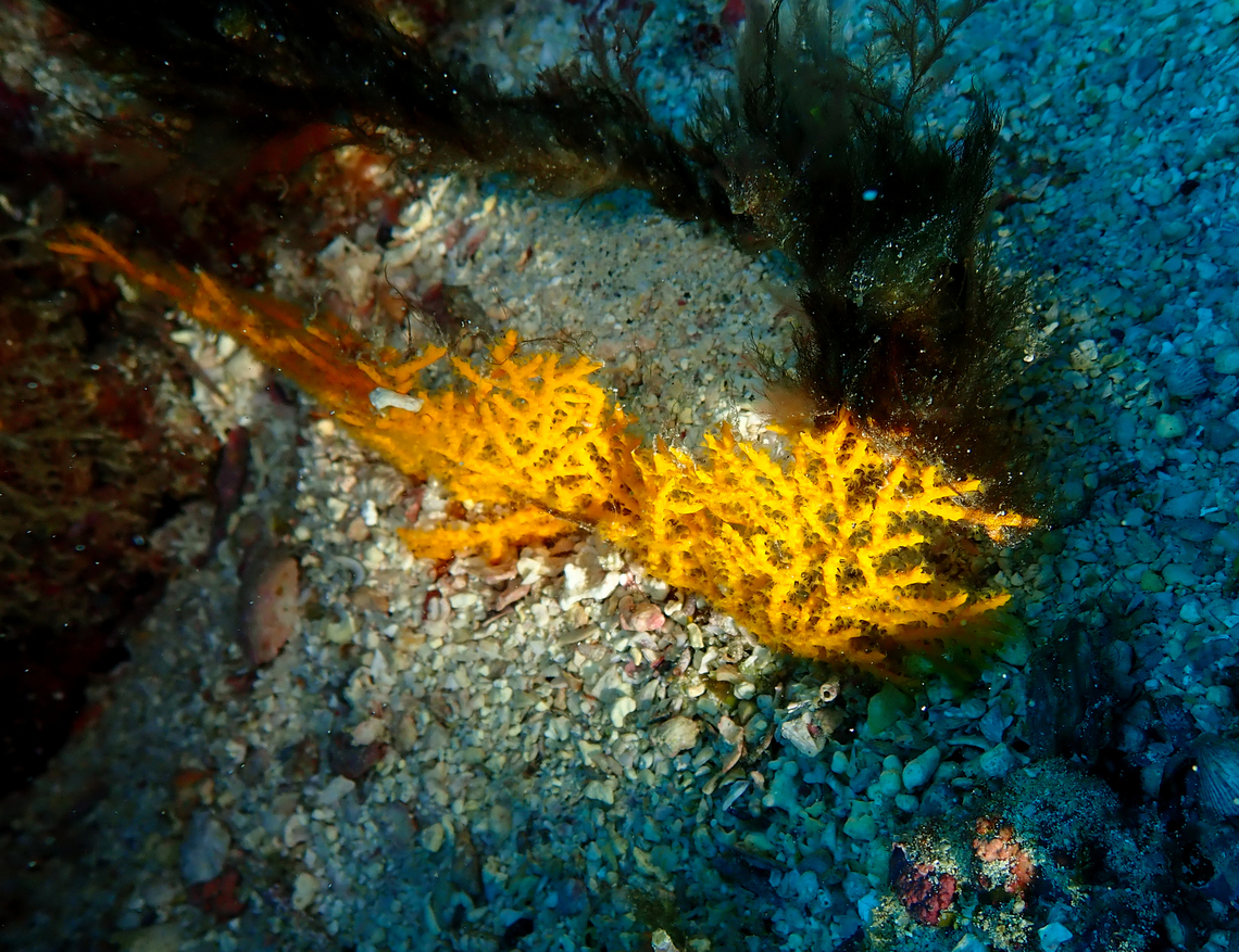 Leptogorgia capverdensis Diving in Sal, Cabo Verde.  Cape Verde,Fall,Geotagged,Leptogorgia capverdensis,Orange Gorgonia of Cabo Verde