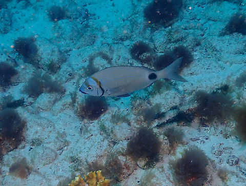 Two-banded seabream - Diplodus prayensis Diving in Sal, Cabo Verde.  Cape Verde,Diplodus prayensis,Fall,Geotagged