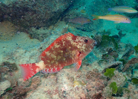 Sparisoma frondosum ♀ Diving in Sal, Cabo Verde.  Agassiz's parrotfish,Cape Verde,Fall,Geotagged,Sparisoma frondosum
