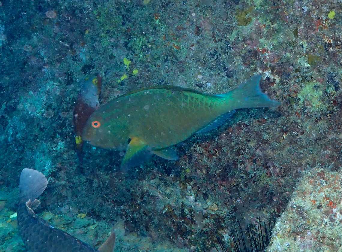 Sparisoma frondosum ♂ Is the bigger grenish parrotfish.<br />
Diving in Sal, Cabo Verde.  Agassiz's parrotfish,Cape Verde,Fall,Geotagged,Sparisoma frondosum