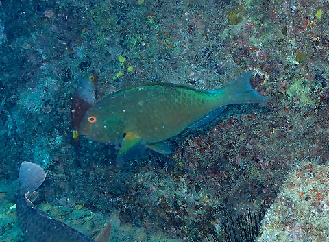 Sparisoma frondosum ♂ Is the bigger grenish parrotfish.
Diving in Sal, Cabo Verde.  Agassiz's parrotfish,Cape Verde,Fall,Geotagged,Sparisoma frondosum