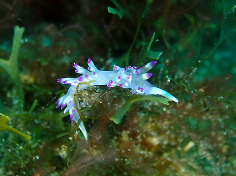 Flabellina llerae Diving in Sal, Cabo Verde.  Cape Verde,Fall,Flabellina llerae,Geotagged