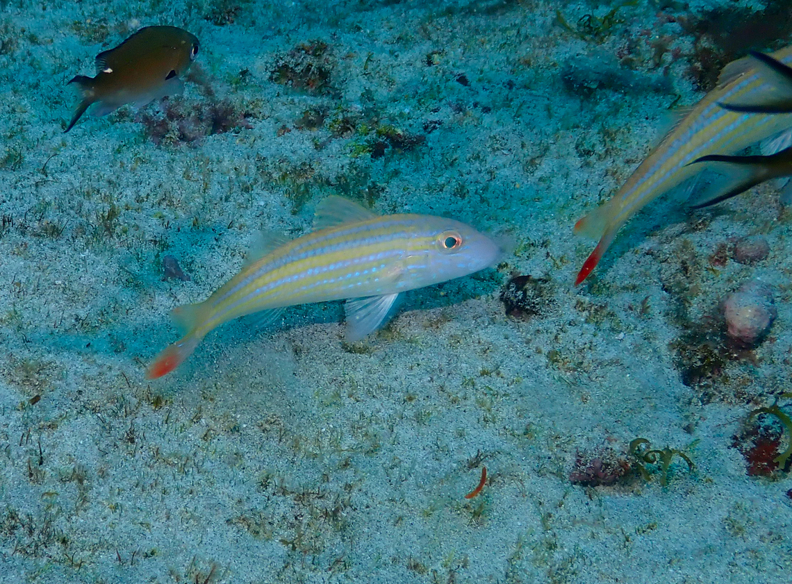 West African goatfish - Pseudupeneus prayensis Diving in Sal, Cabo Verde.  Cape Verde,Fall,Geotagged,Pseudupeneus prayensis